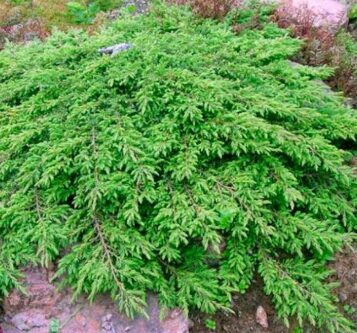 Parastais kadiķis 'Green Carpet'